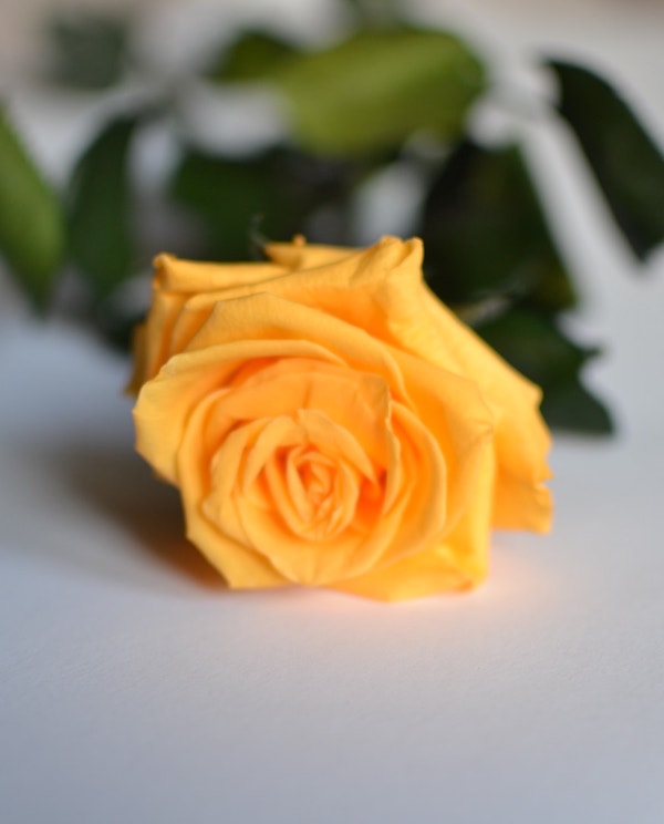 rosa-eterna-amarilla-flobox.jpg