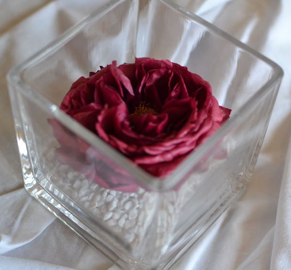 rosa-preservada-en-vaso-cuadrado-garden-rose-burdeos.jpg