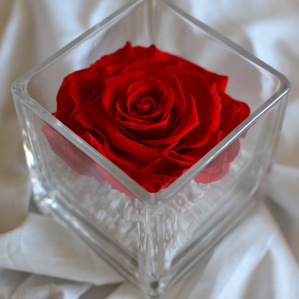 rosa-preservada-en-vaso-cuadrado-rojo.jpg